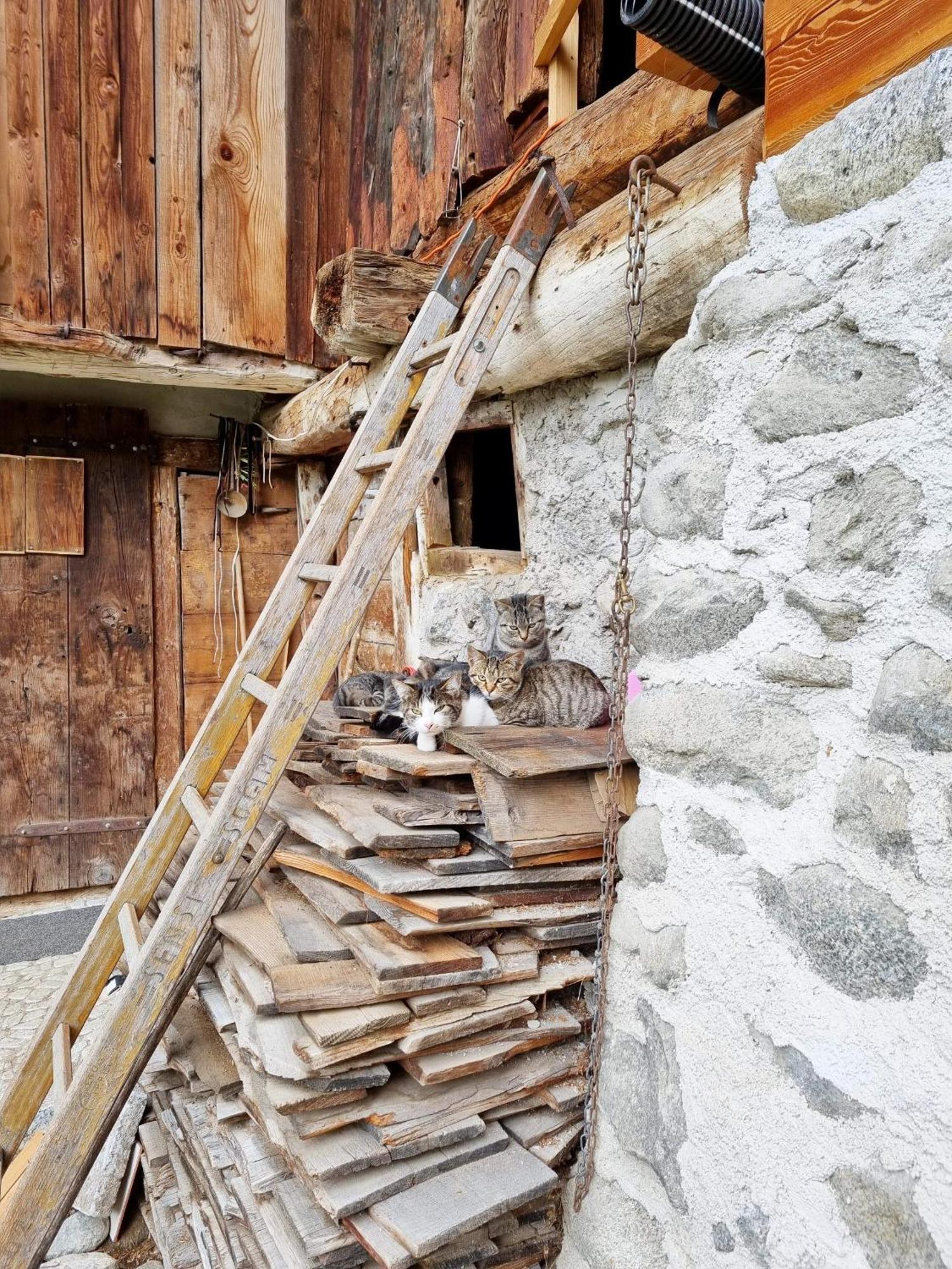 Villa Alpina Campiglio Madonna Kültér fotó