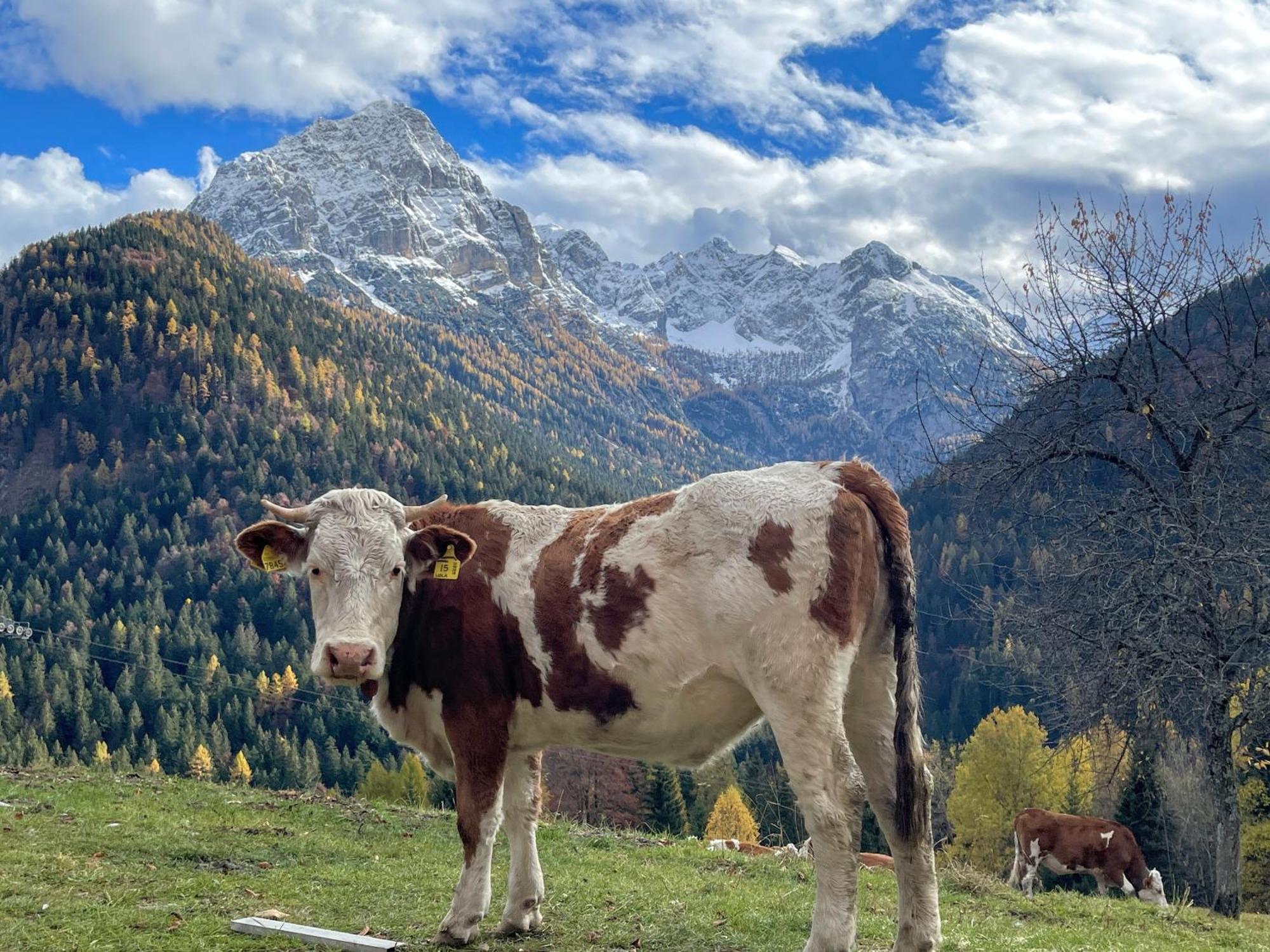 Villa Alpina Campiglio Madonna Kültér fotó